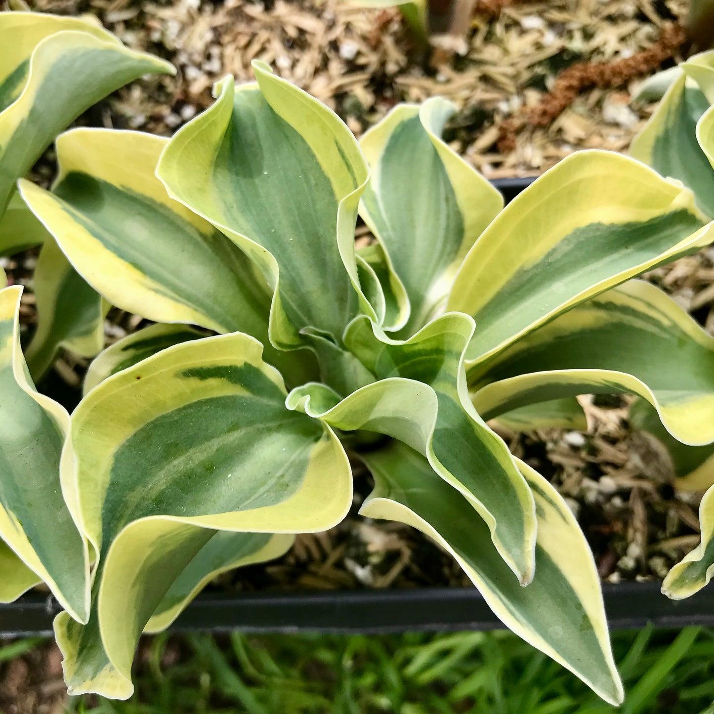 Hosta 'Mini Skirt'