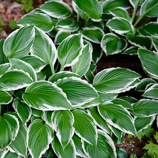 Hosta 'Minuteman'