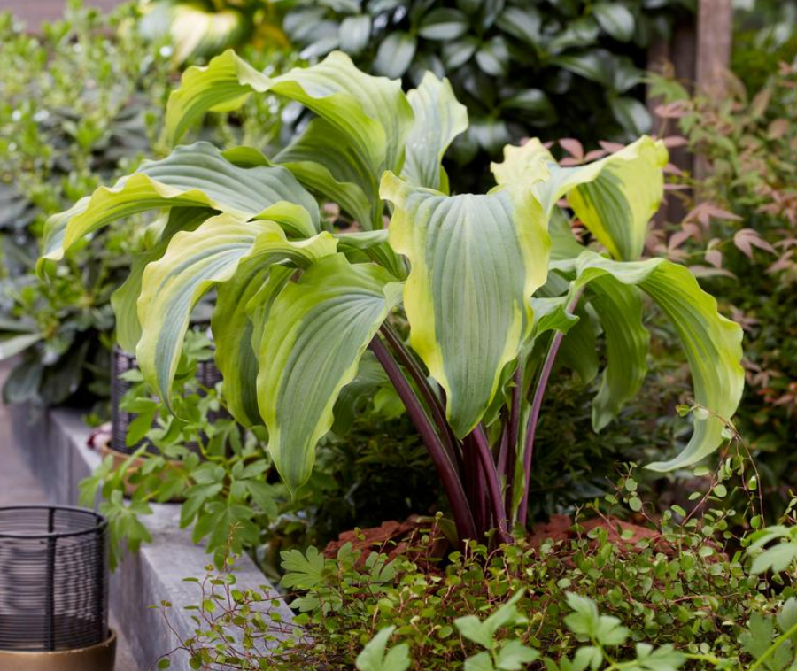 Hosta 'Monkey Business'
