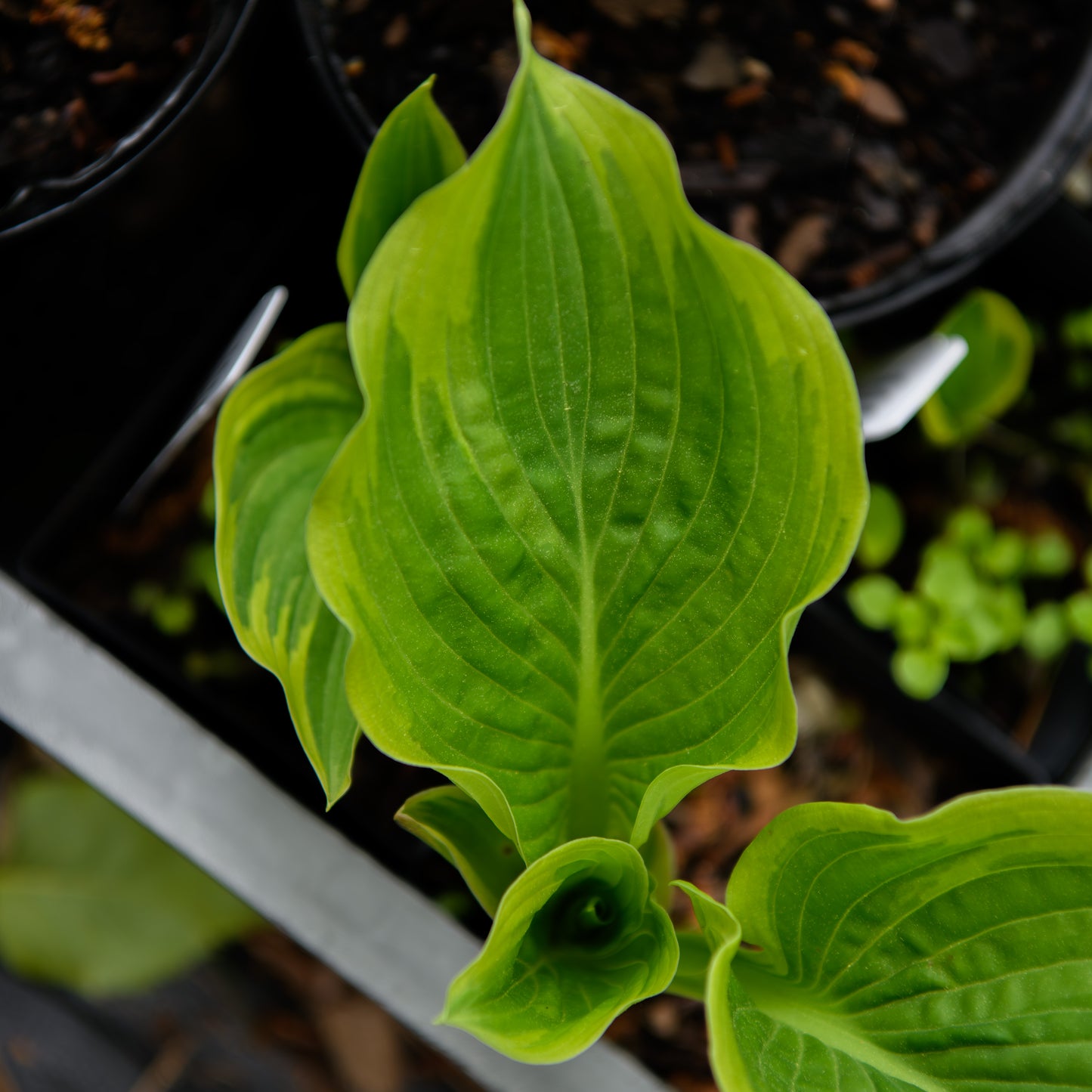 Hosta 'Paisley Border'