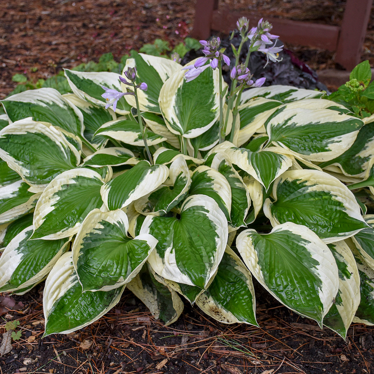 Hosta 'Patriot'