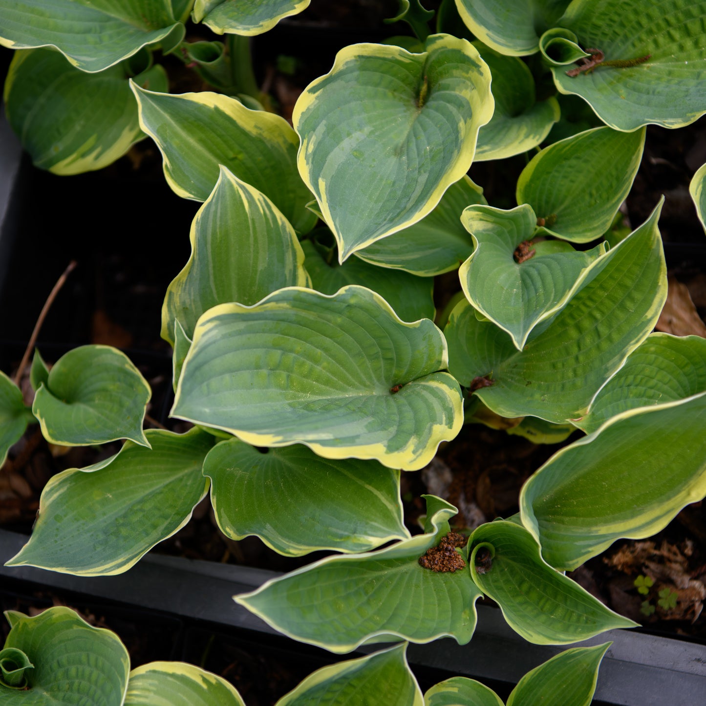 Hosta 'Pizzazz'
