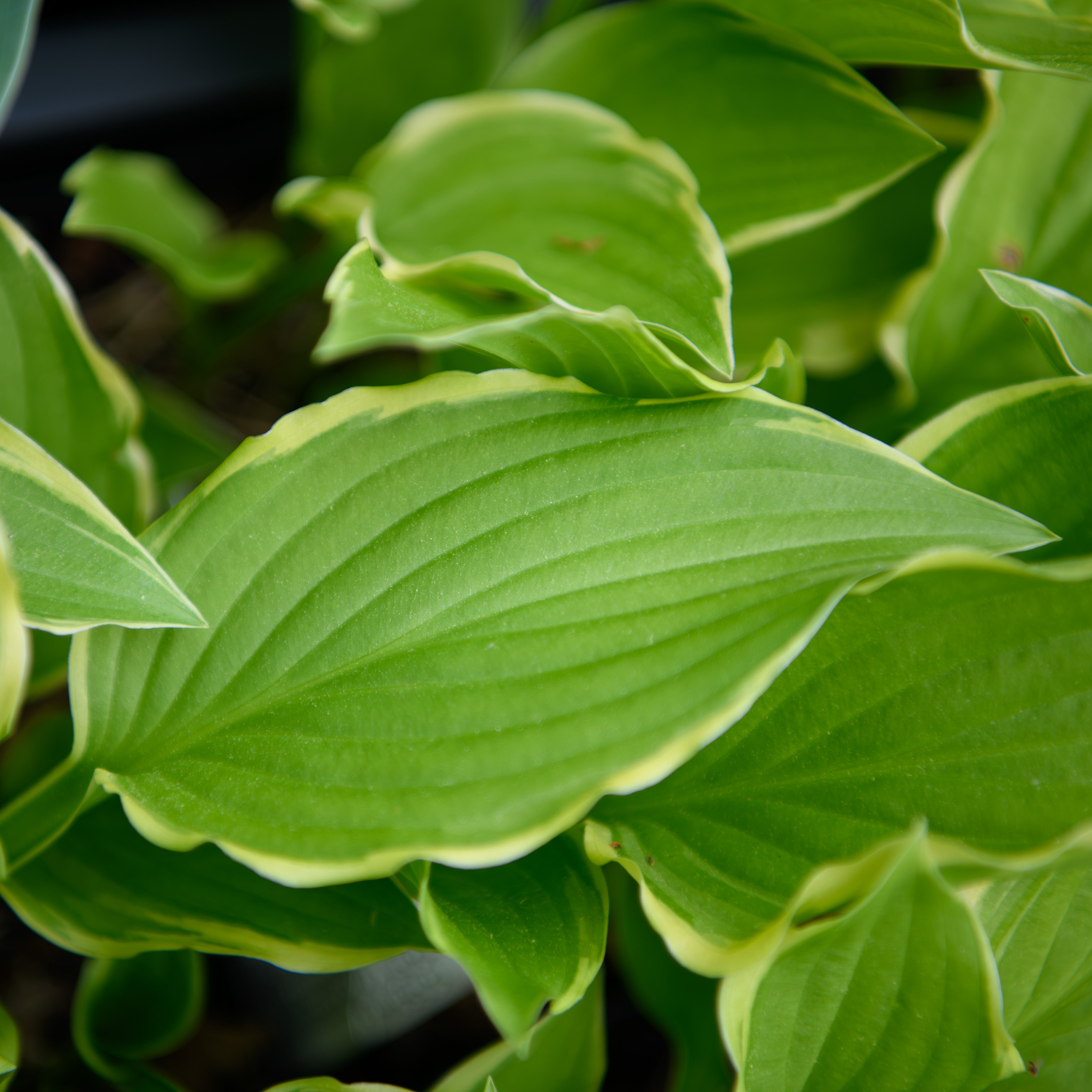 HAMPTON HAWS GREEN LEAVES OF SUMMER &　他 The Green Leaves Of Summer - YouTube