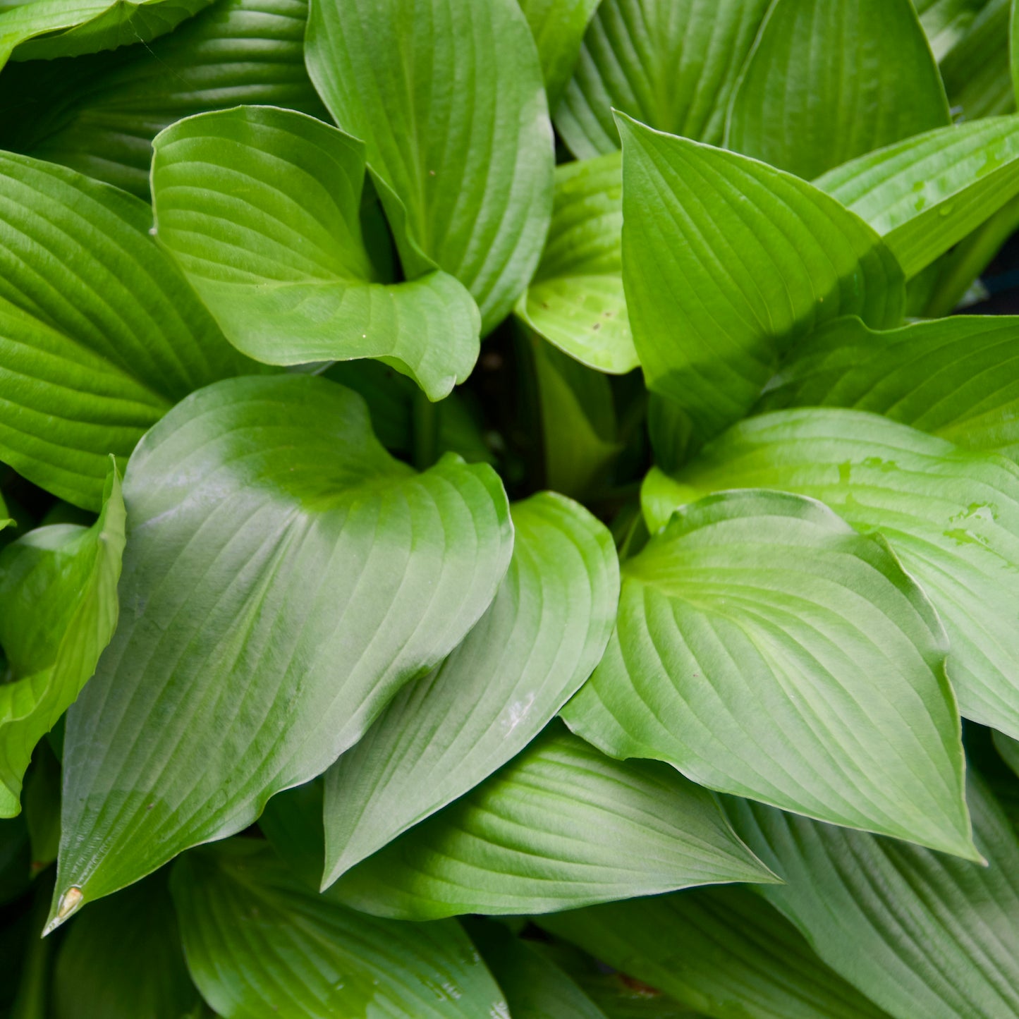 Hosta 'Red October'