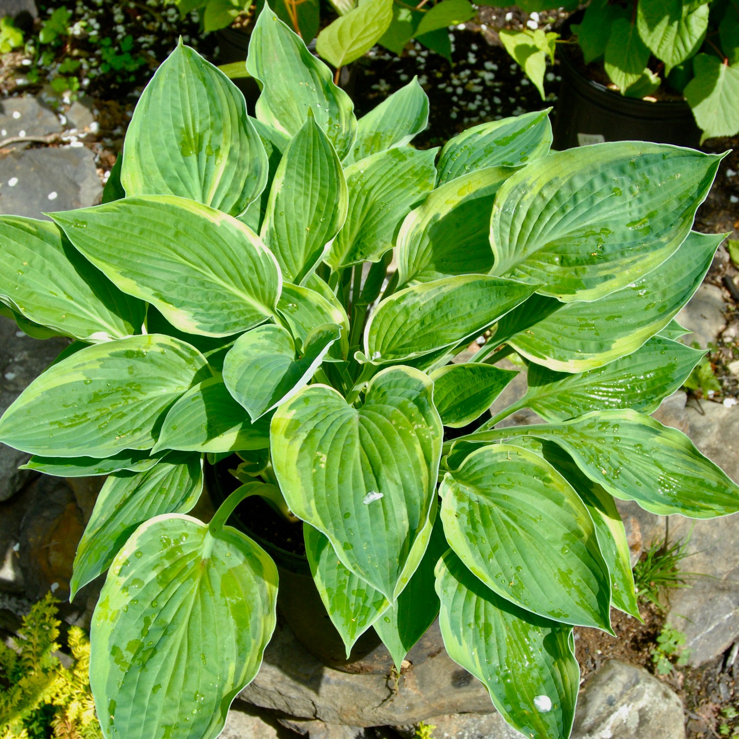 Hosta 'Regal Splendor'