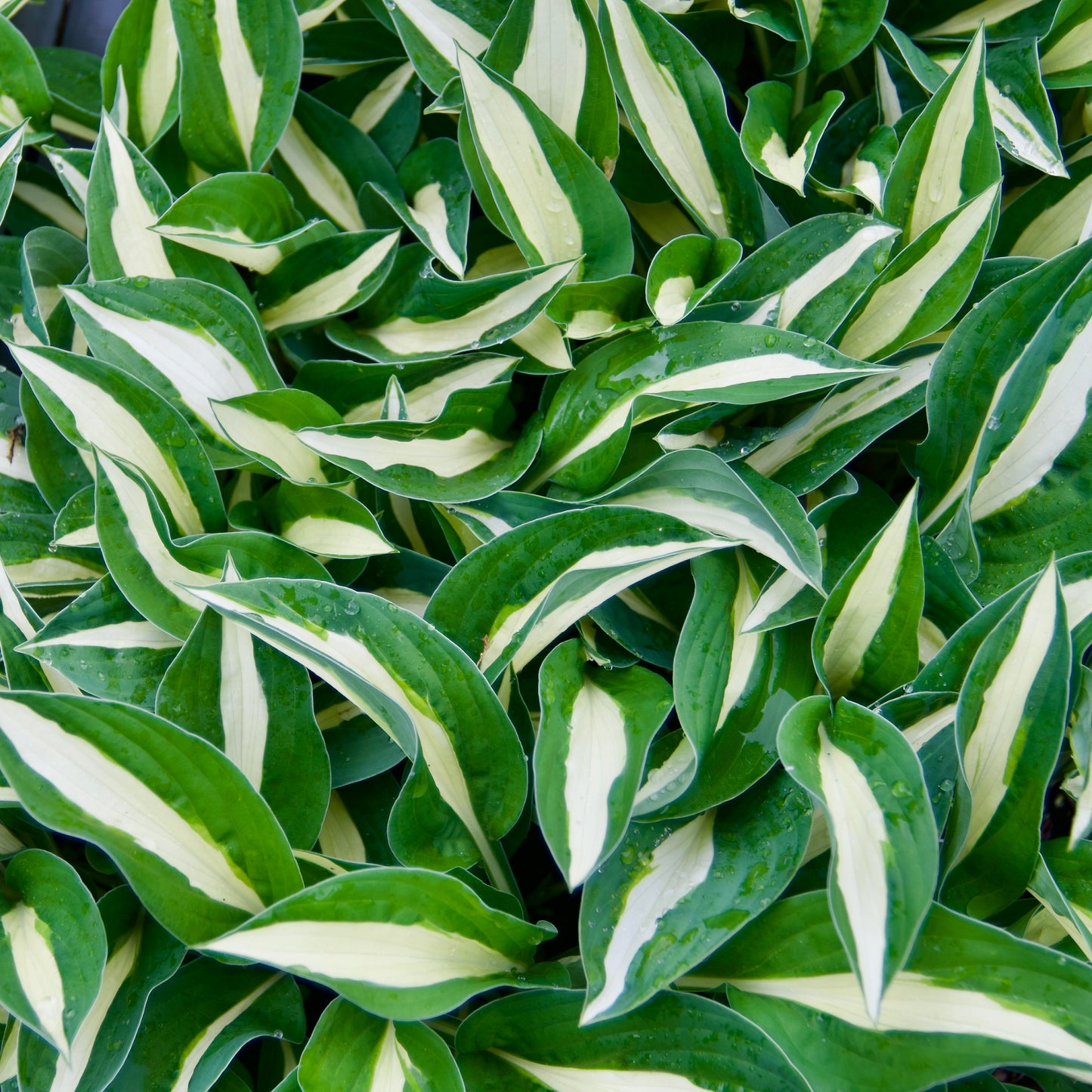 Hosta 'Risky Business'