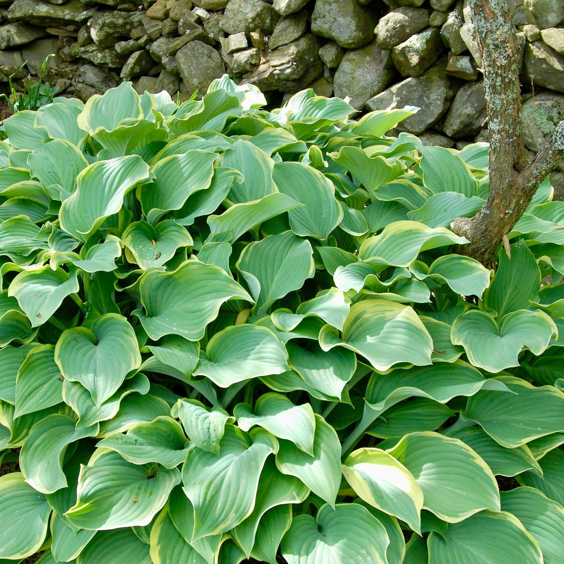Hosta 'Sagae'