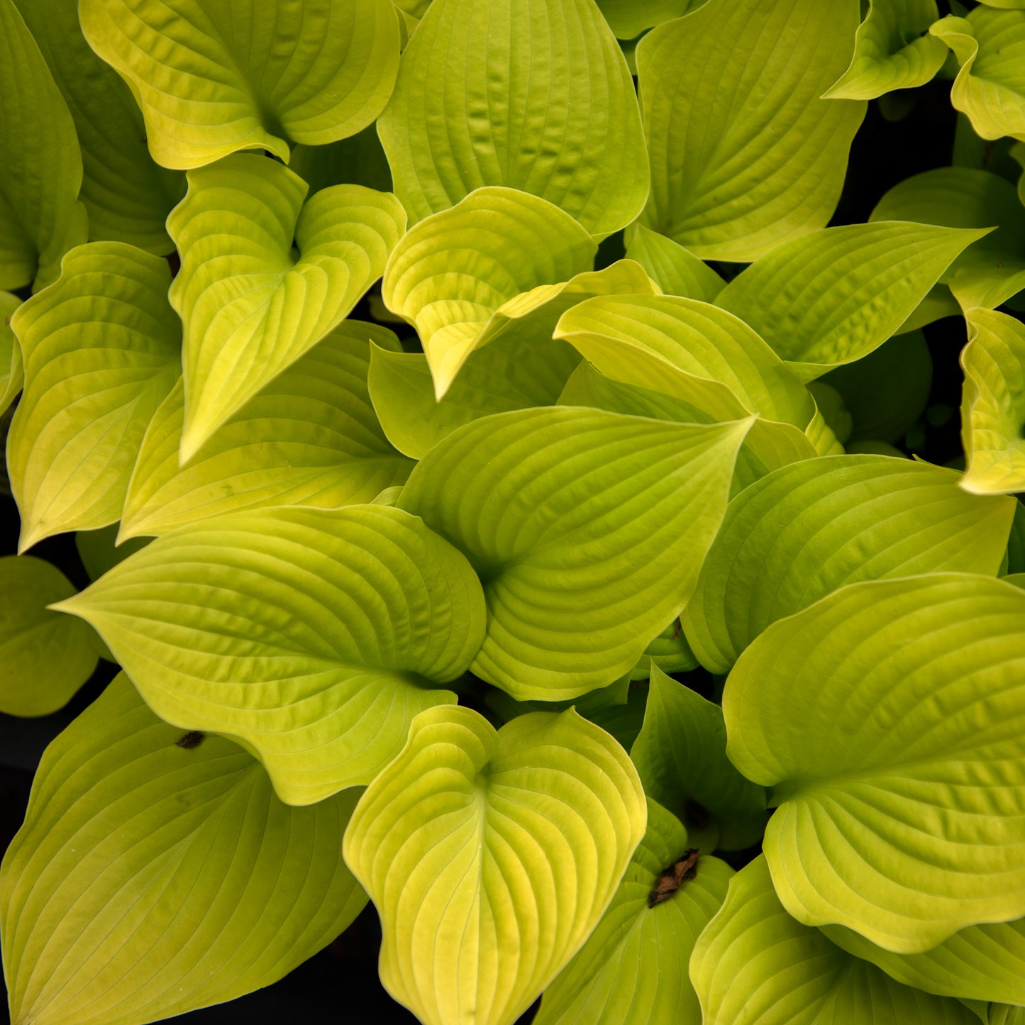 Hosta 'Sea Fire'
