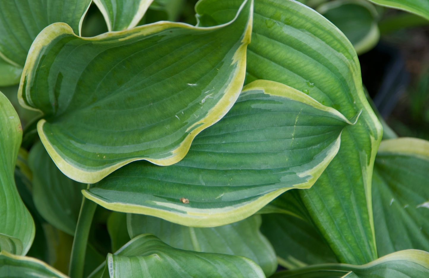 Hosta 'Seducer'