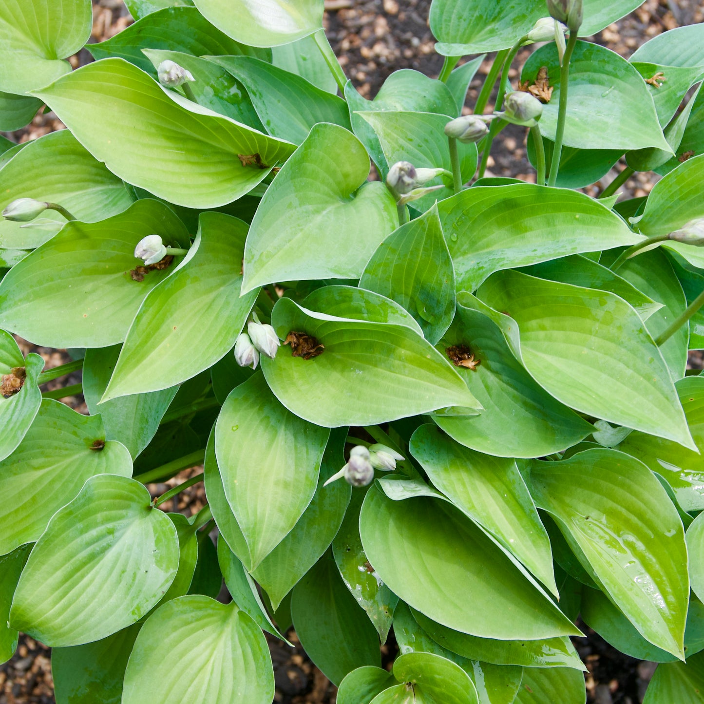 Hosta 'Serendipity'