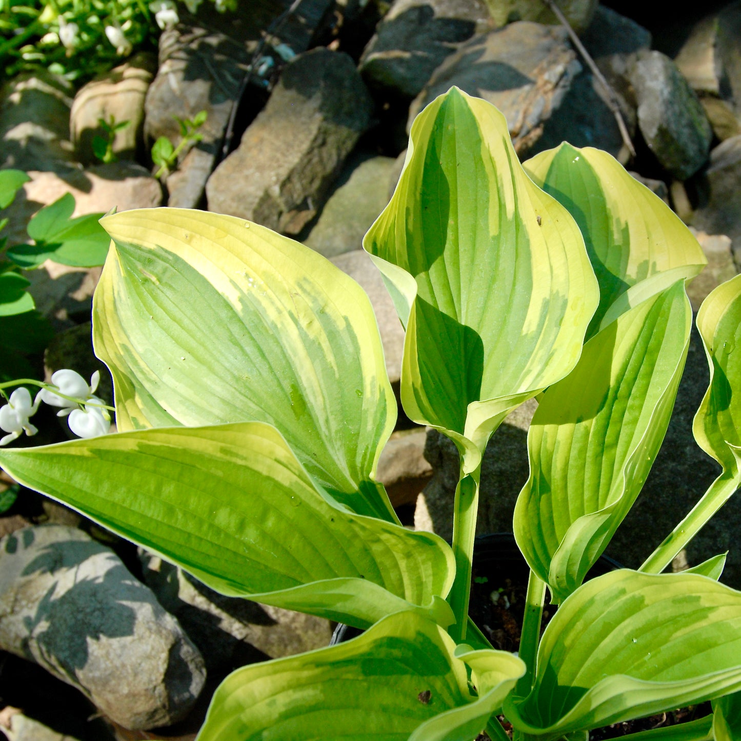 Hosta 'Showboat'