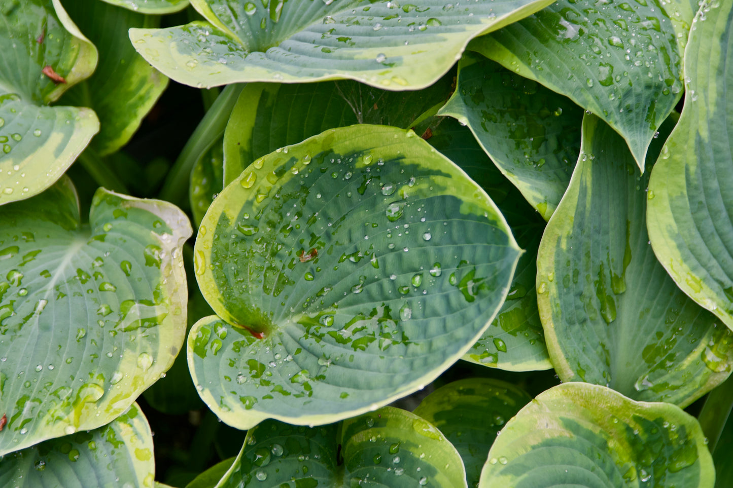 Hosta sieboldiana 'Frances Williams'