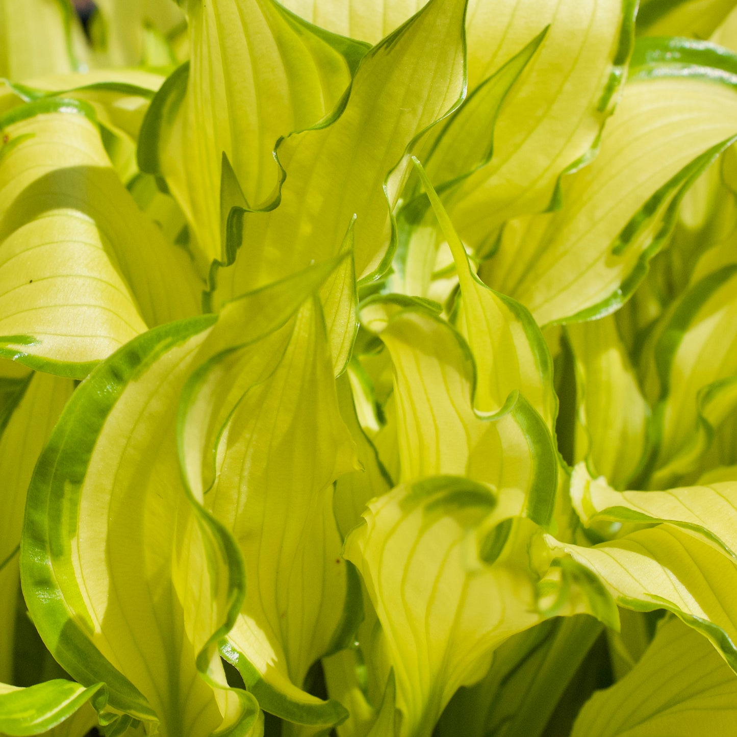 Hosta sieboldii 'Kabitan'