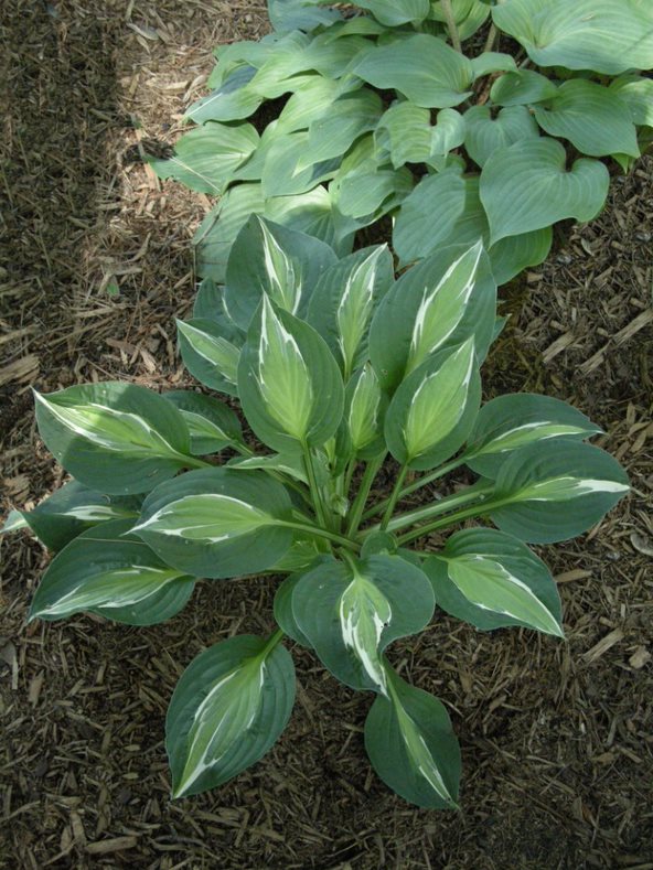 Hosta 'Snake Eyes'