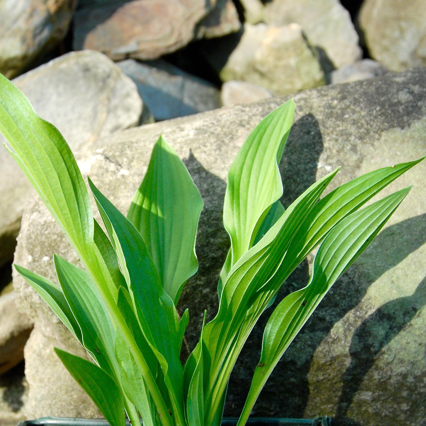 Hosta 'Snowflake'