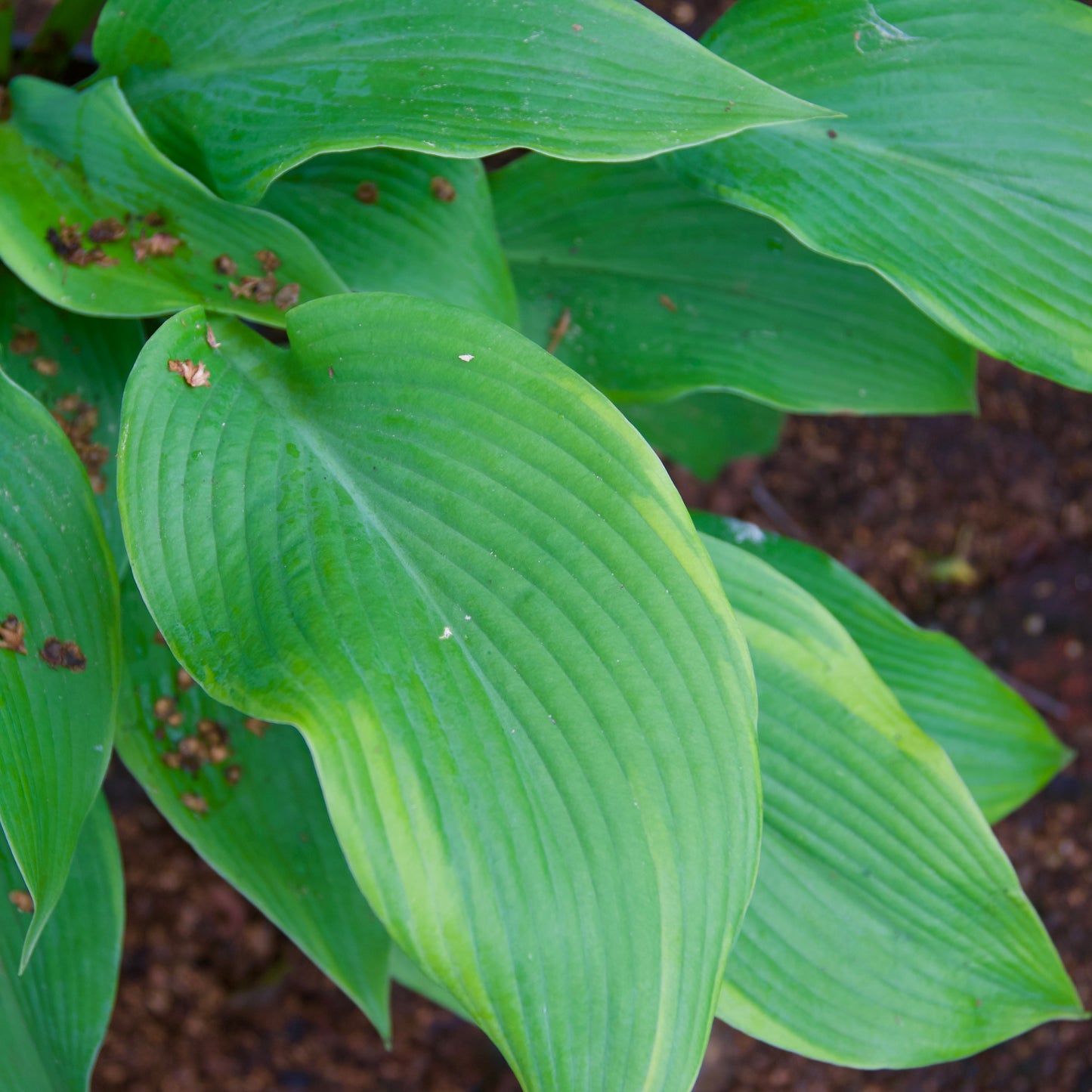 Hosta 'Sun Power'