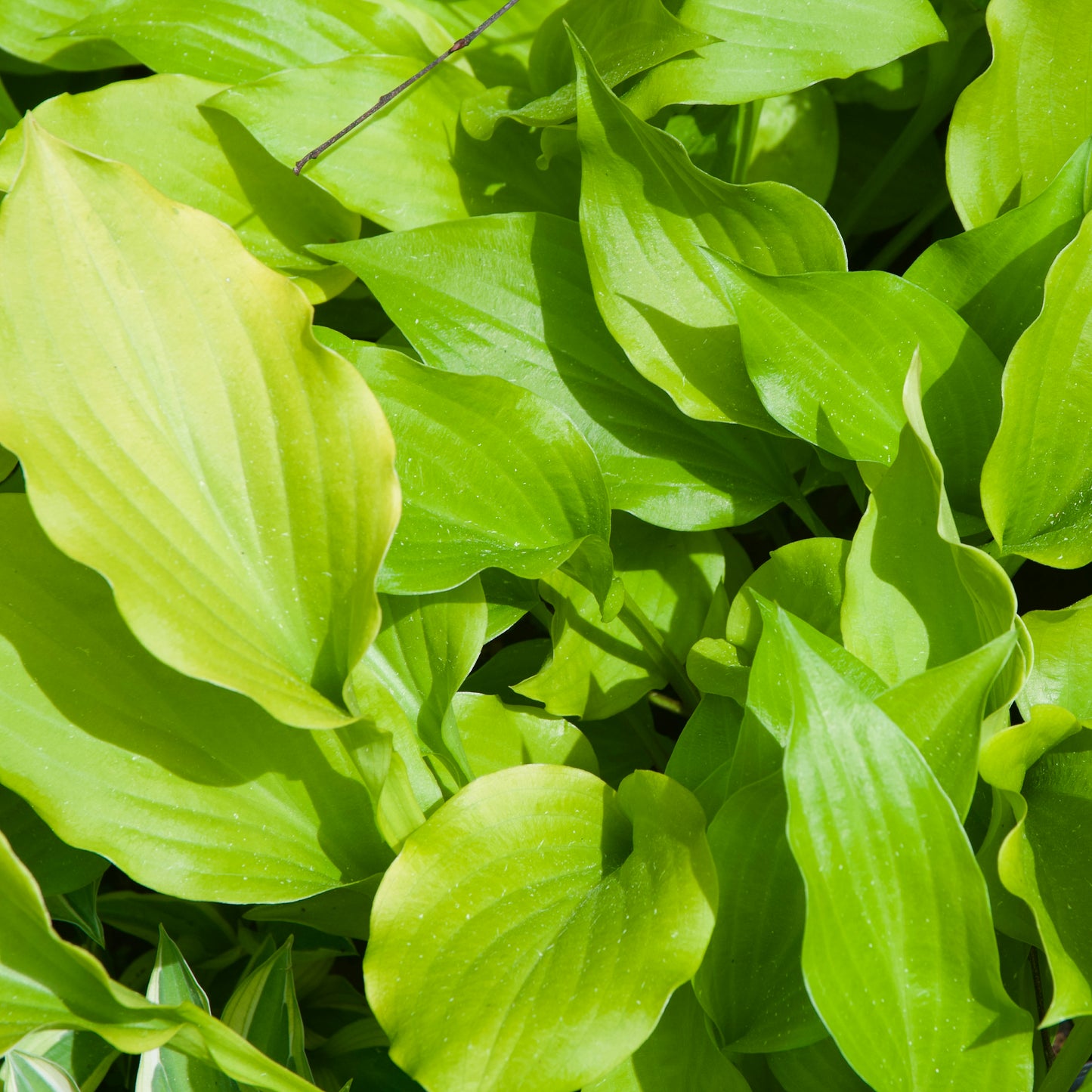 Hosta 'Sweet Tater Pie'