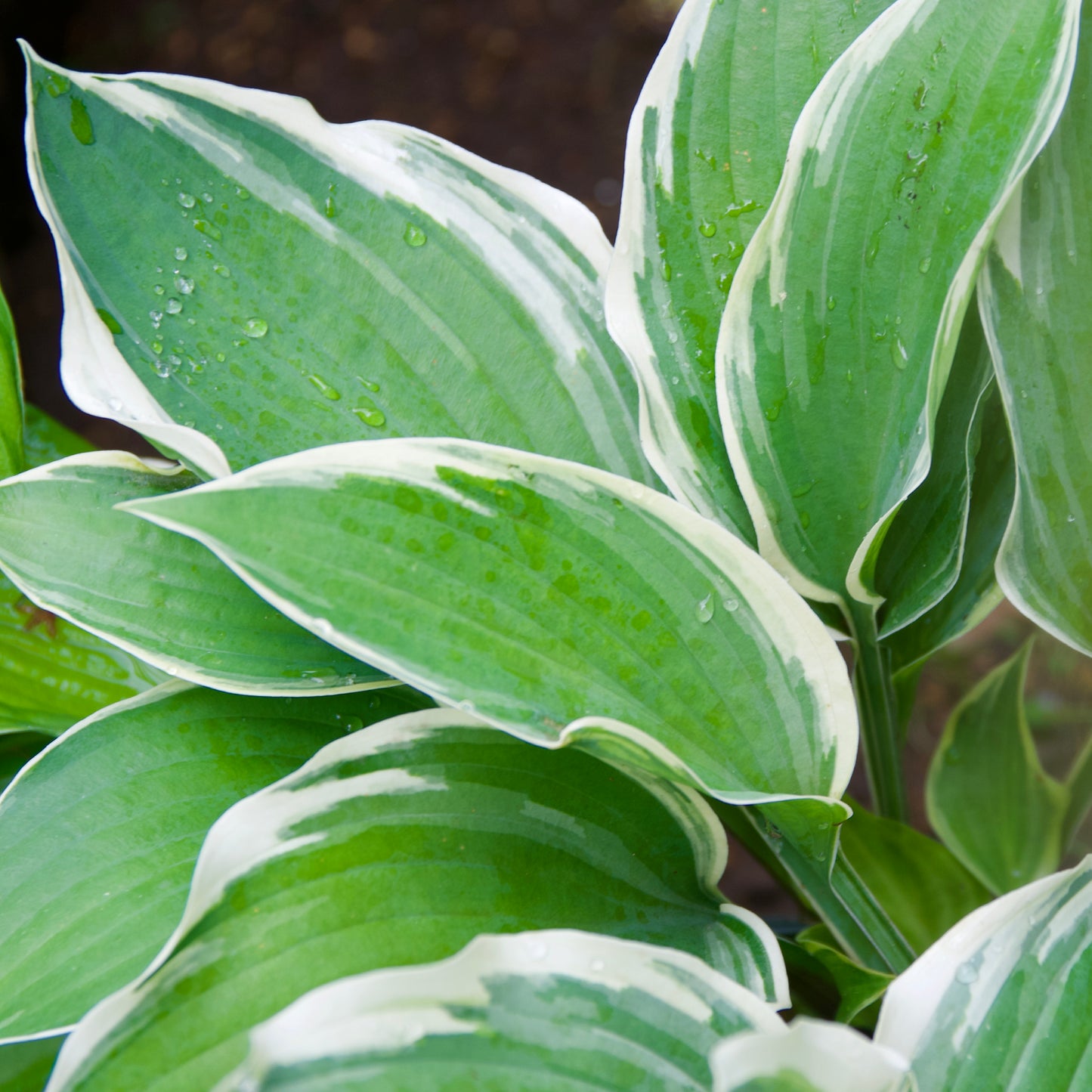 Hosta 'Tambourine'