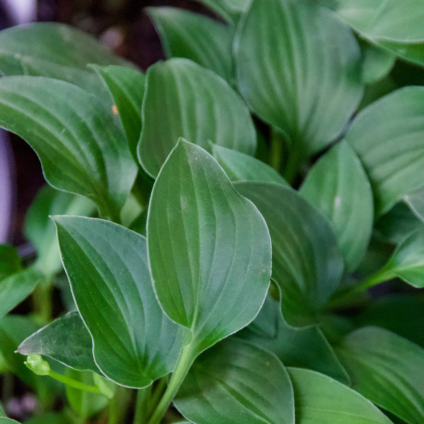 Hosta 'Tiny Tears'