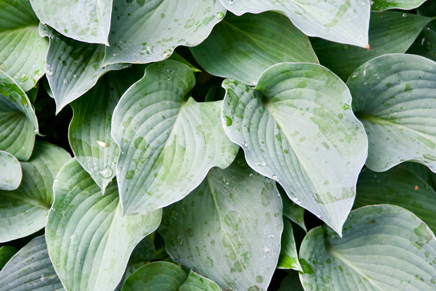 Hosta tokudama 'Bruce's Blue'