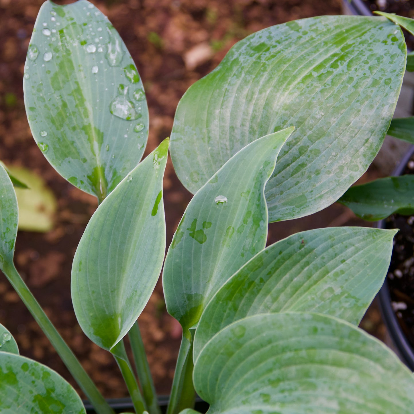 Hosta tokudama 'True Blue'