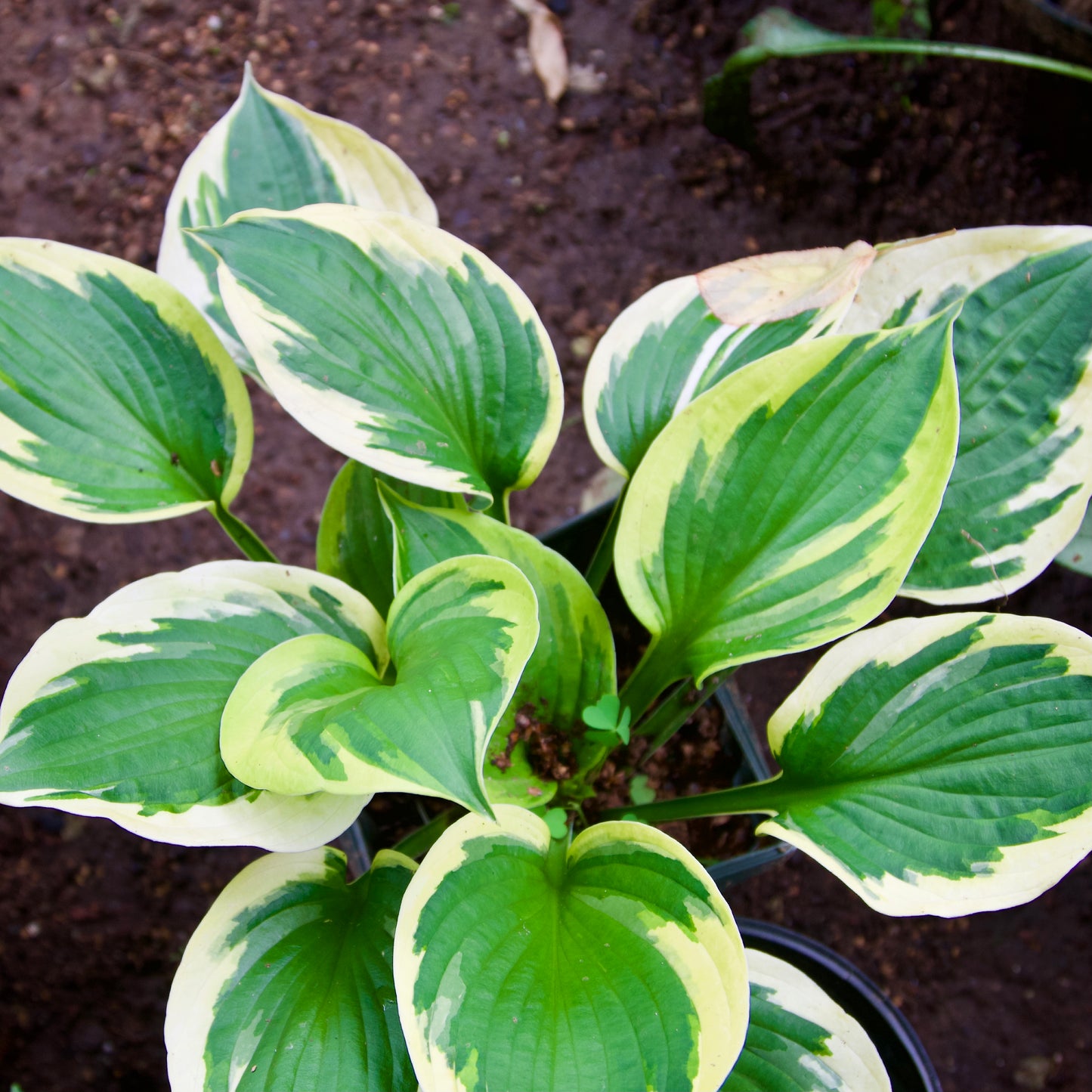 Hosta 'Twilight'