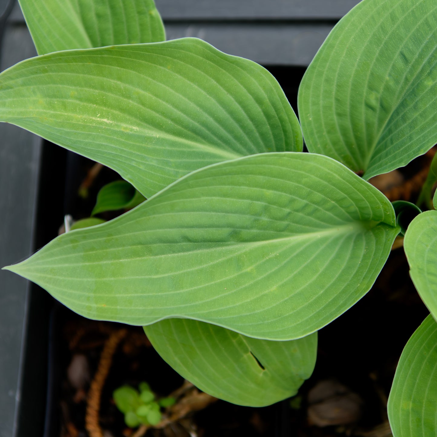 Hosta 'Wheaton Blue'
