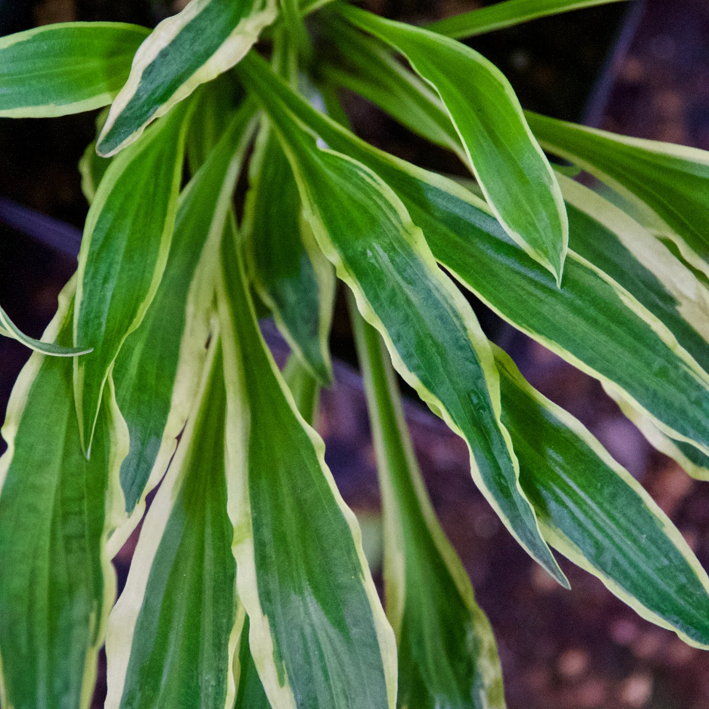 Hosta Liliaceae 'White Dove'