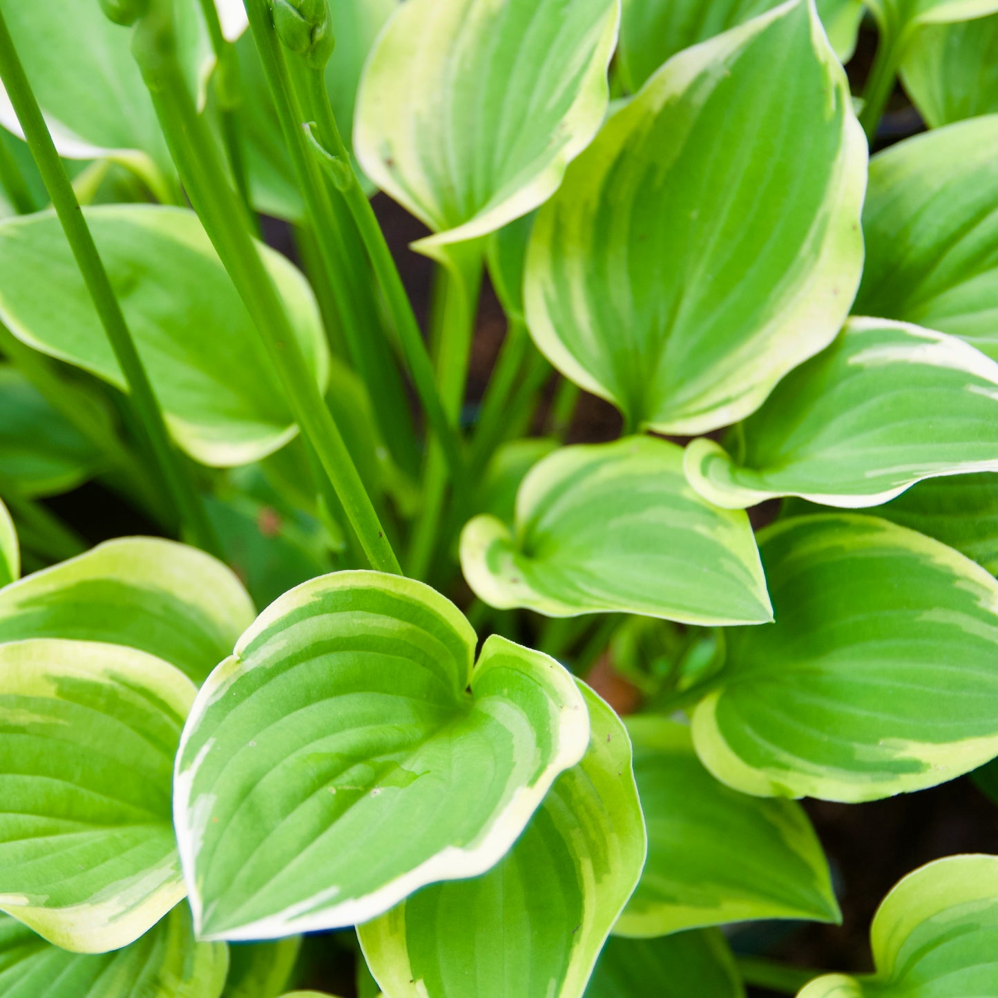 Hosta 'Wide Brim'