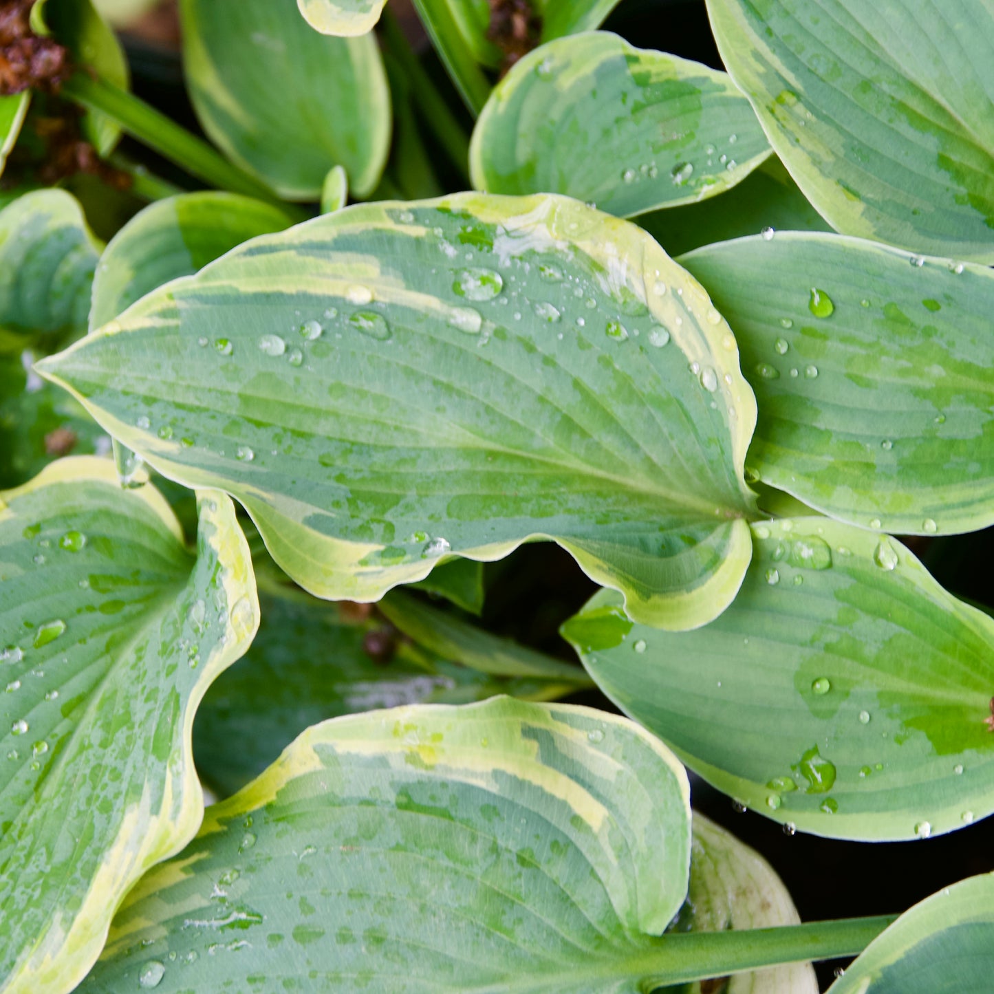 Hosta 'Wooly Bully'