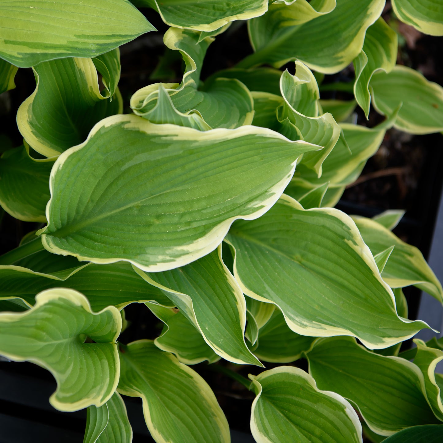 Hosta 'Zippity Do Dah'