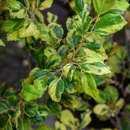 Hamamelis virginiana 'Little Prospect' (Witch Hazel)