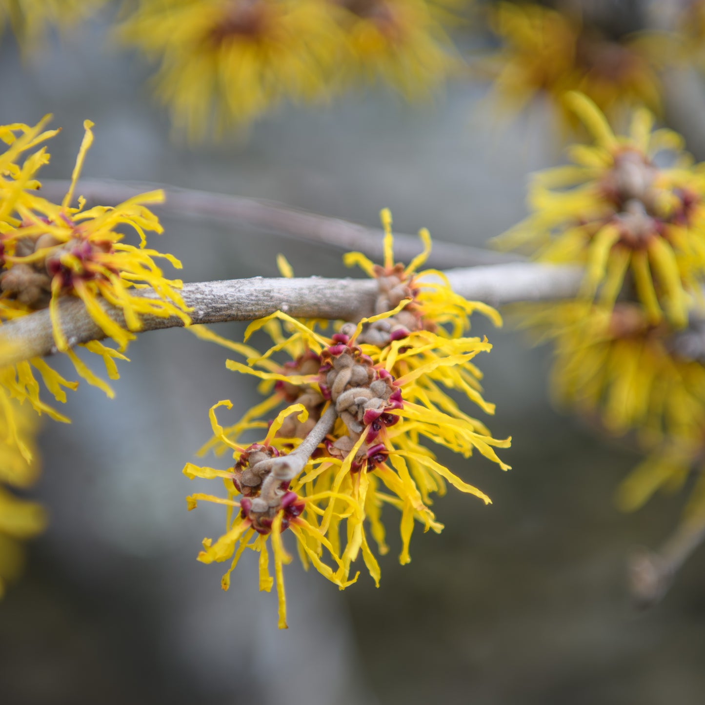 Hamamelis x intermedia 'Barmstedt Gold' (Witch Hazel)