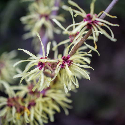 Hamamelis x intermedia 'Sunburst' (Witch Hazel)