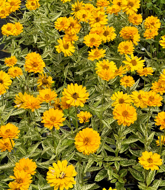 A dense cluster of variegated Heliopsis flowers with bright yellow petals and green and white striped leaves, growing closely together.