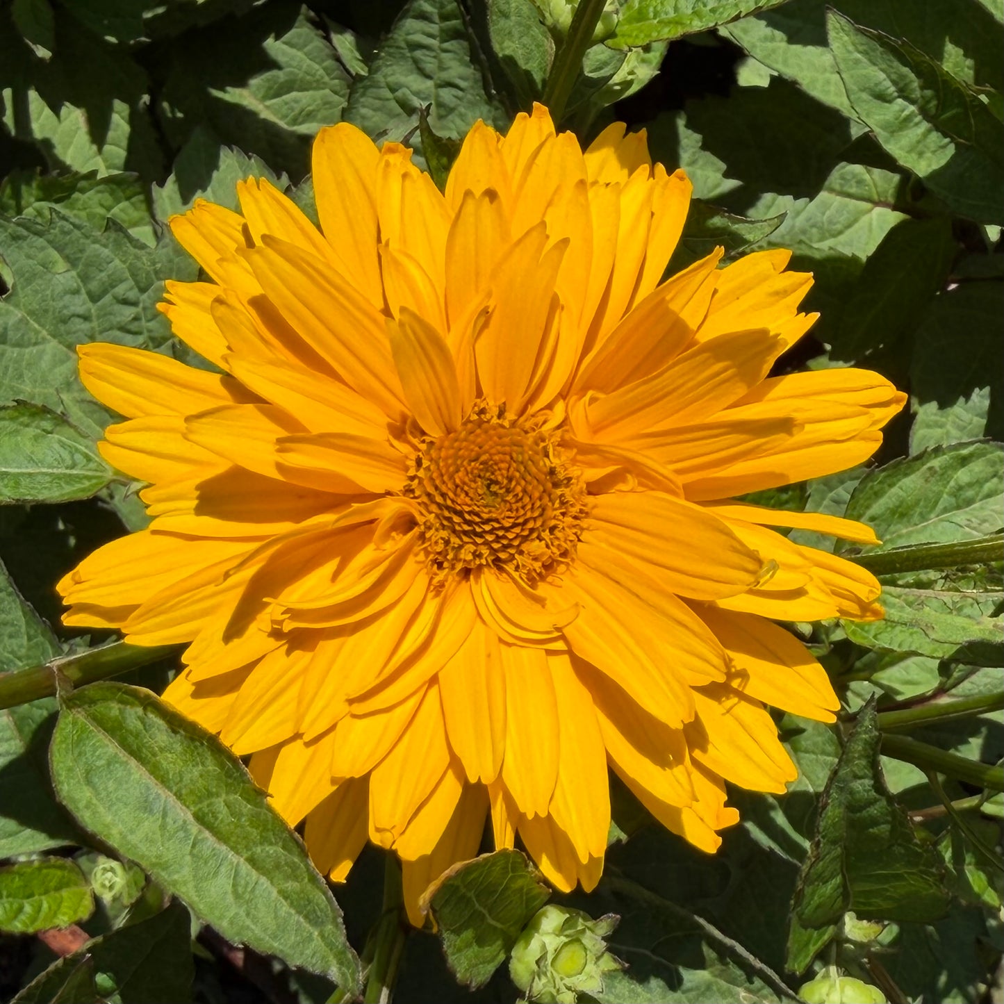 A bright yellow sunflower in full bloom surrounded by green leaves.