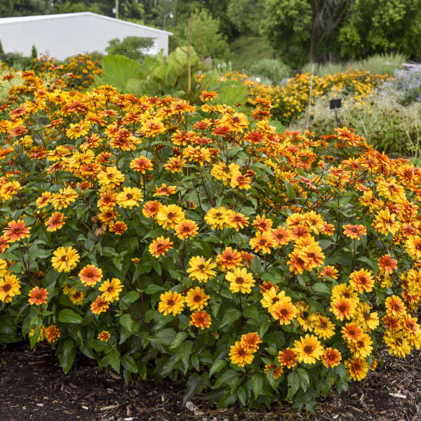 Heliopsis helianthoides ‘Forged in Fire’ (False Sunflower)