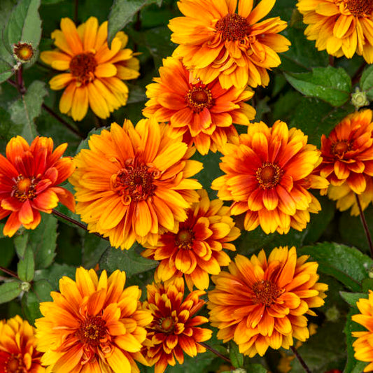 Heliopsis helianthoides ‘Forged in Fire’ (False Sunflower)