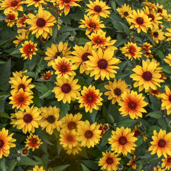 Heliopsis helianthoides 'Sundial' (False Sunflower)