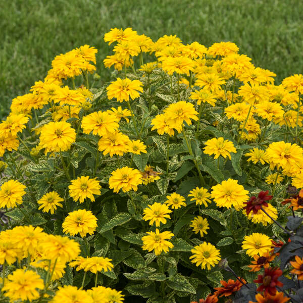 Heliopsis helianthoides 'Sunny Disposition' (False Sunflower)