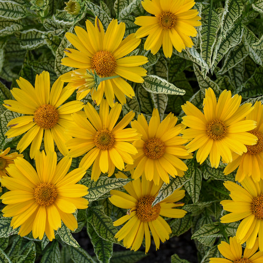 Heliopsis helianthoides 'Sunstruck' (False Sunflower)