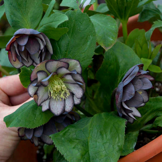 Helleborus x hybridus 'Black Tie Affair'