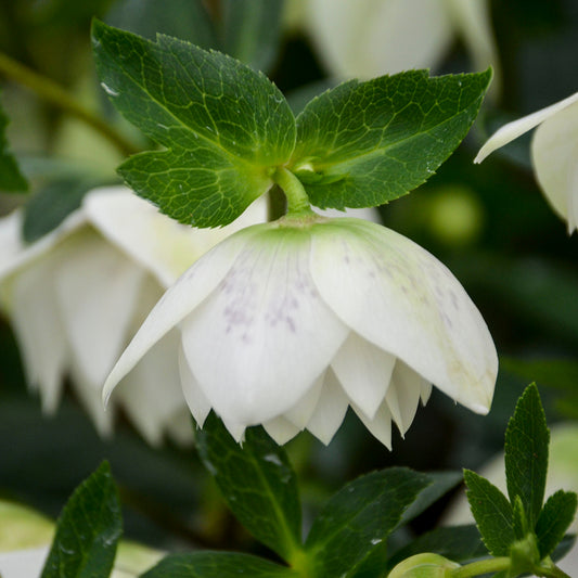Helleborus x hybridus 'Confetti Cake'