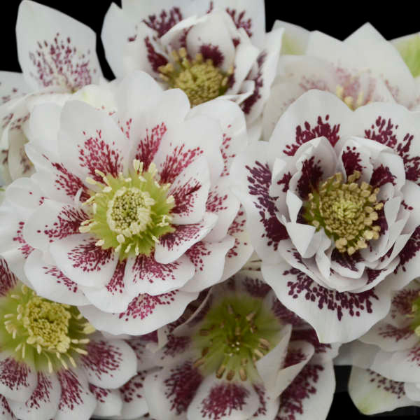 Helleborus x hybridus 'Confetti Cake'