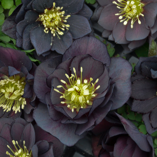 Helleborus x hybridus 'Dark and Handsome' (Lenten Rose)