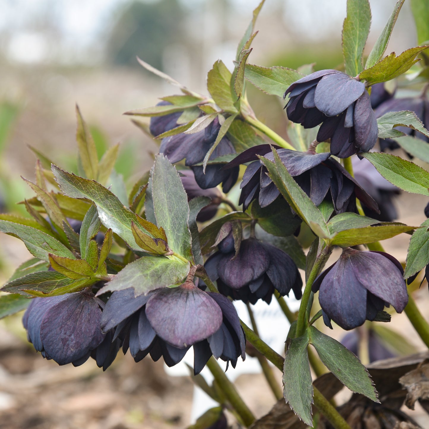 Helleborus x hybridus 'Dark and Handsome' (Lenten Rose)