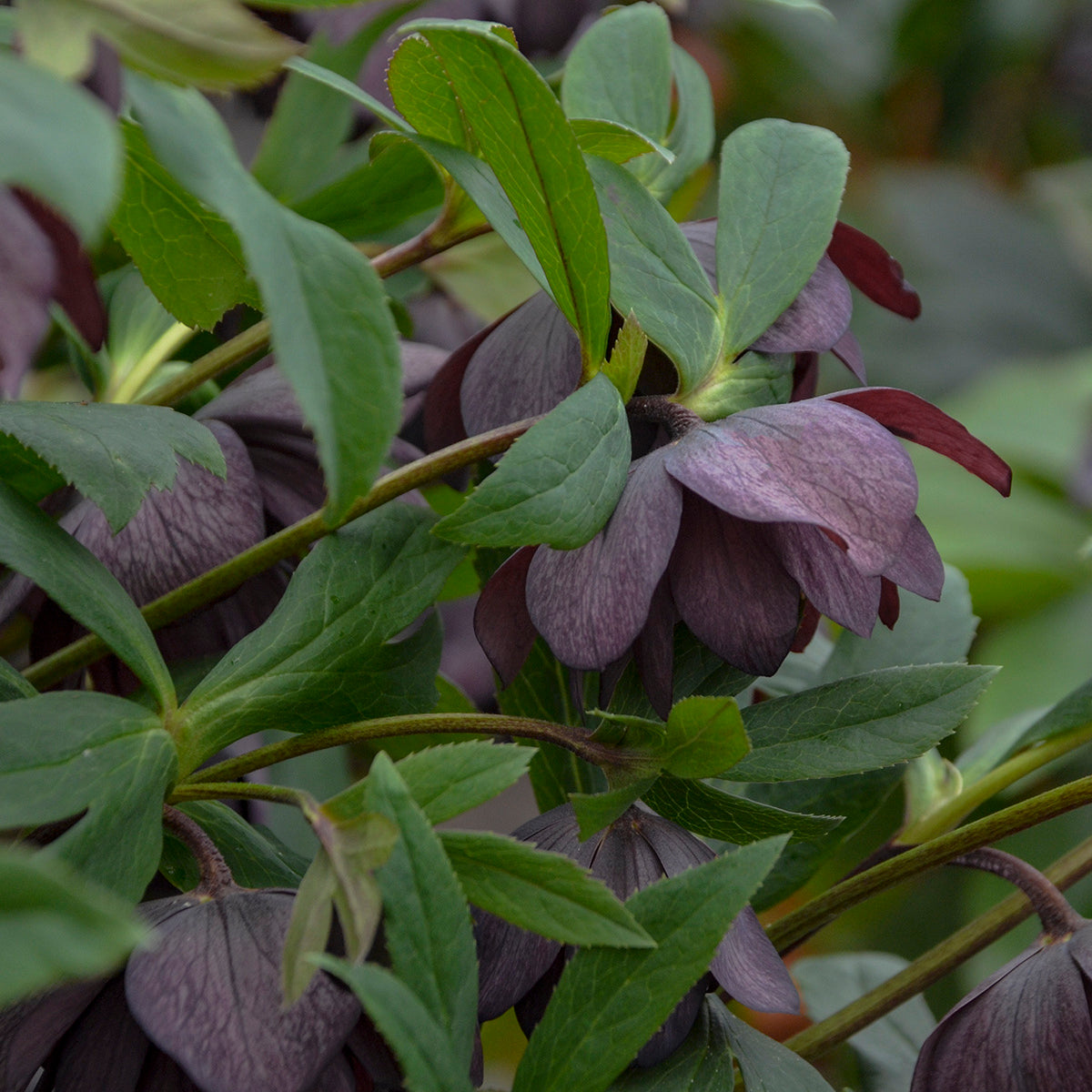 Helleborus x hybridus 'Dashing Groomsmen'