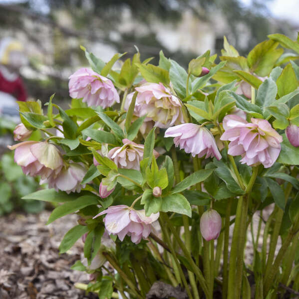 Helleborus x hybridus 'Flower Girl'