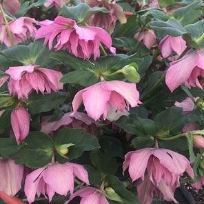 Helleborus x hybridus 'Maid of Honor'