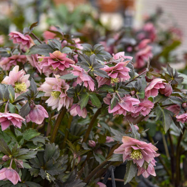 Helleborus x hybridus 'Mother of the Bride' (Lenten Rose)
